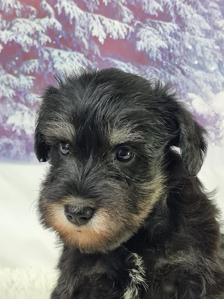 Sarl La Ferme Des Hallais - Chiot disponible  - Schnauzer miniature