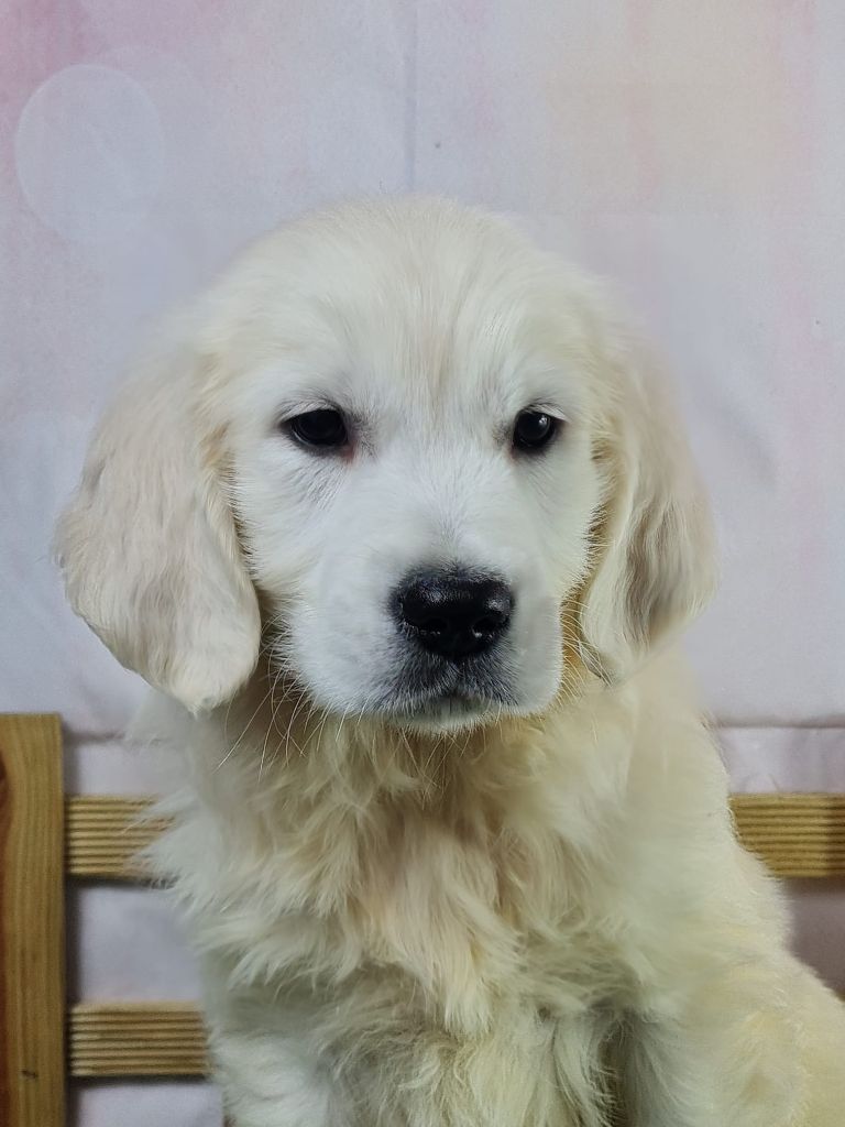 Sarl La Ferme Des Hallais - Chiot disponible  - Golden Retriever