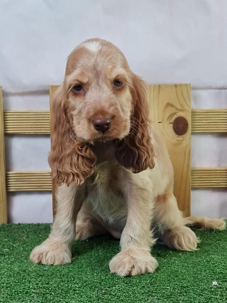 Sarl La Ferme Des Hallais - Chiot disponible  - Cocker Spaniel Anglais