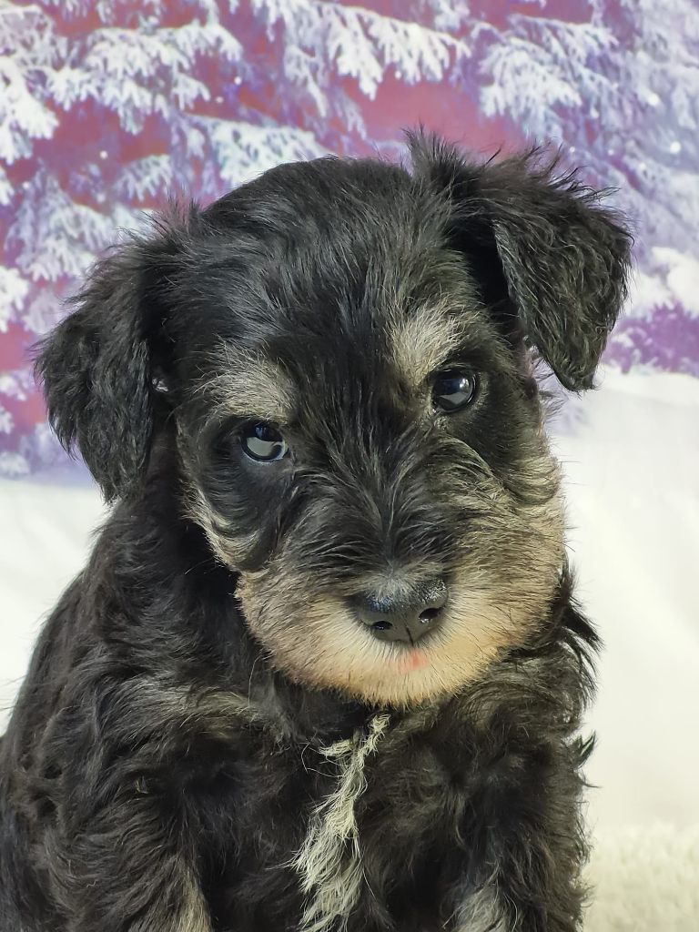 Sarl La Ferme Des Hallais - Chiot disponible  - Schnauzer miniature