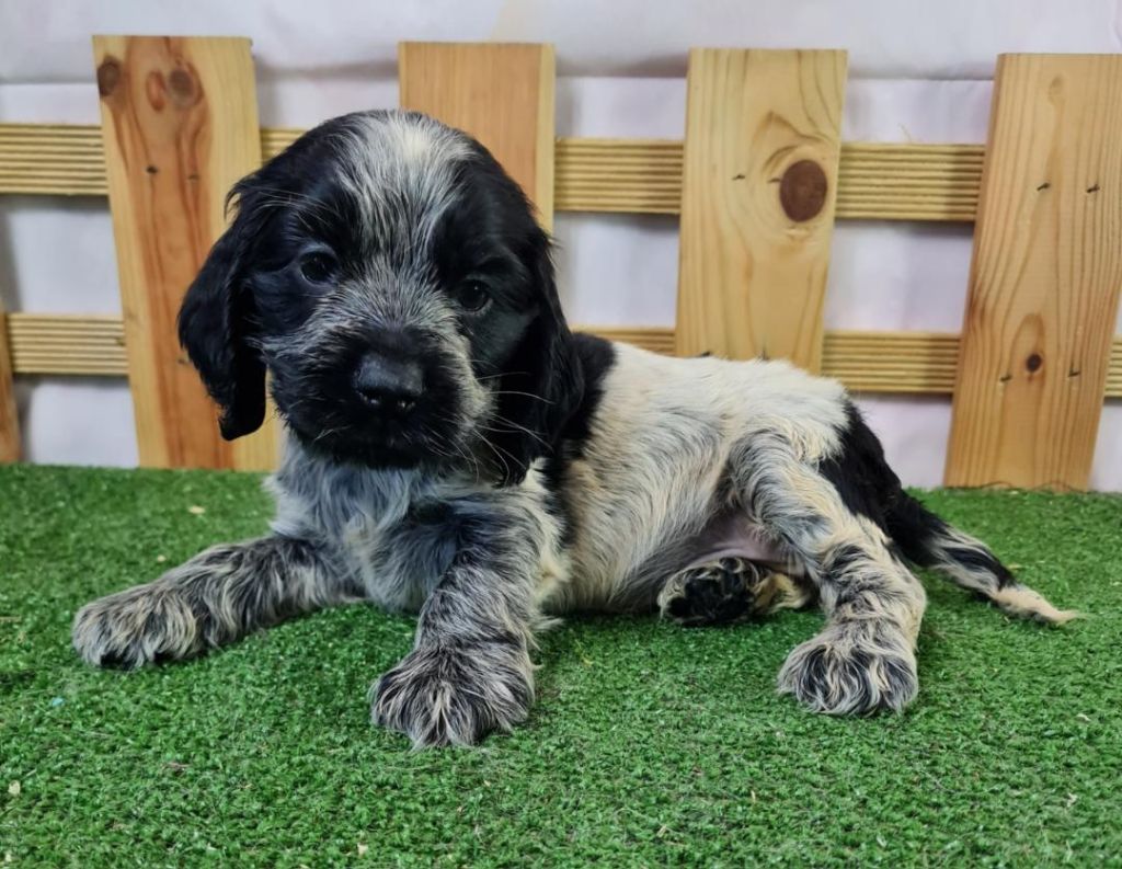 Sarl La Ferme Des Hallais - Chiot disponible  - Cocker Spaniel Anglais