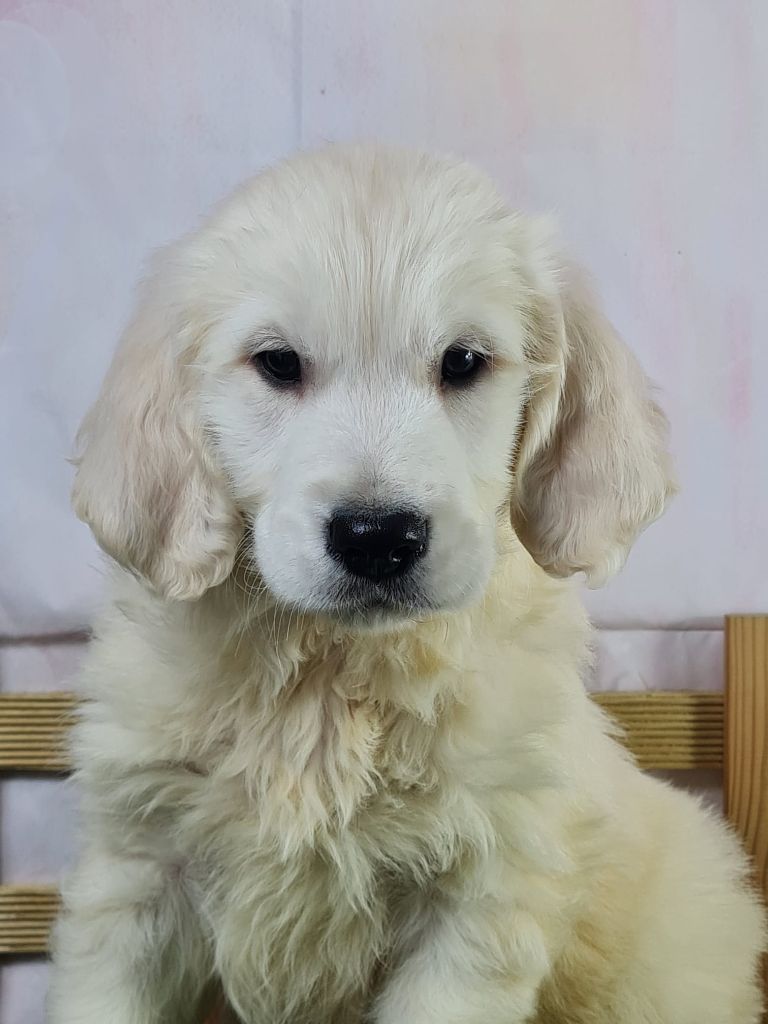 Sarl La Ferme Des Hallais - Chiot disponible  - Golden Retriever