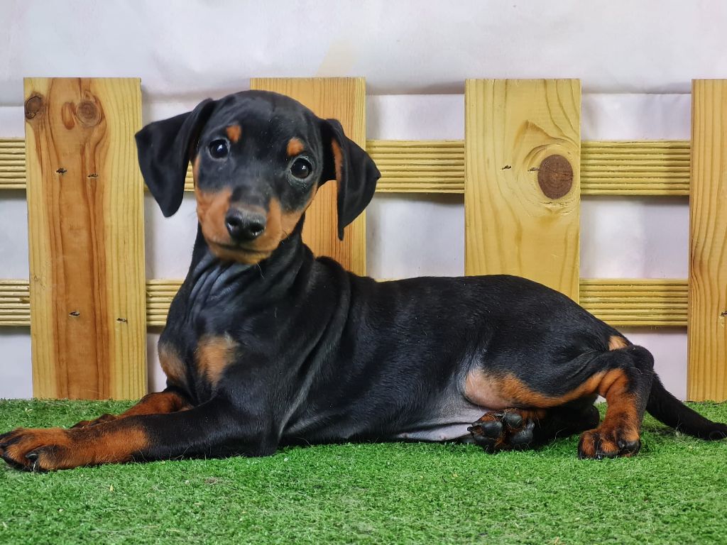 Sarl La Ferme Des Hallais - Chiot disponible  - Pinscher nain