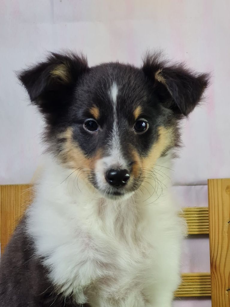 Sarl La Ferme Des Hallais - Chiot disponible  - Shetland Sheepdog