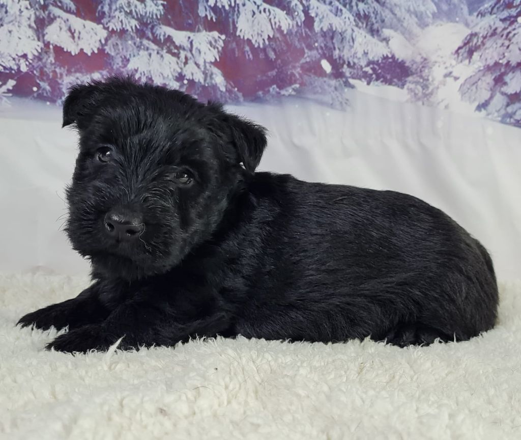 Sarl La Ferme Des Hallais - Chiot disponible  - Scottish Terrier