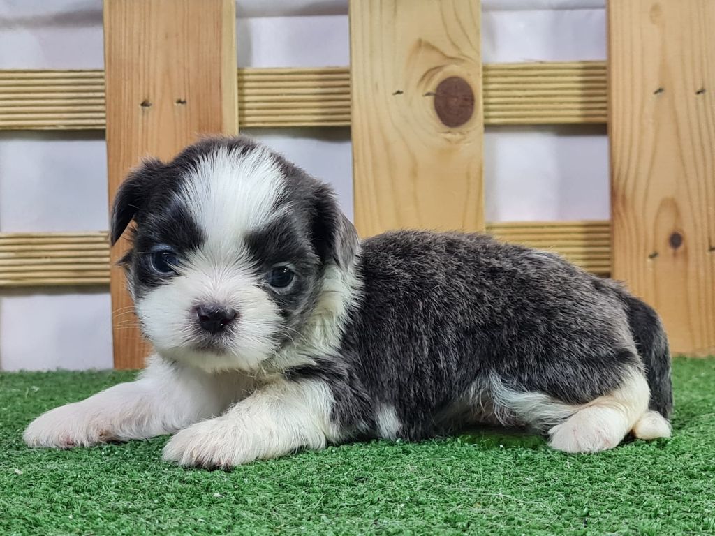 Sarl La Ferme Des Hallais - Chiot disponible  - Shih Tzu