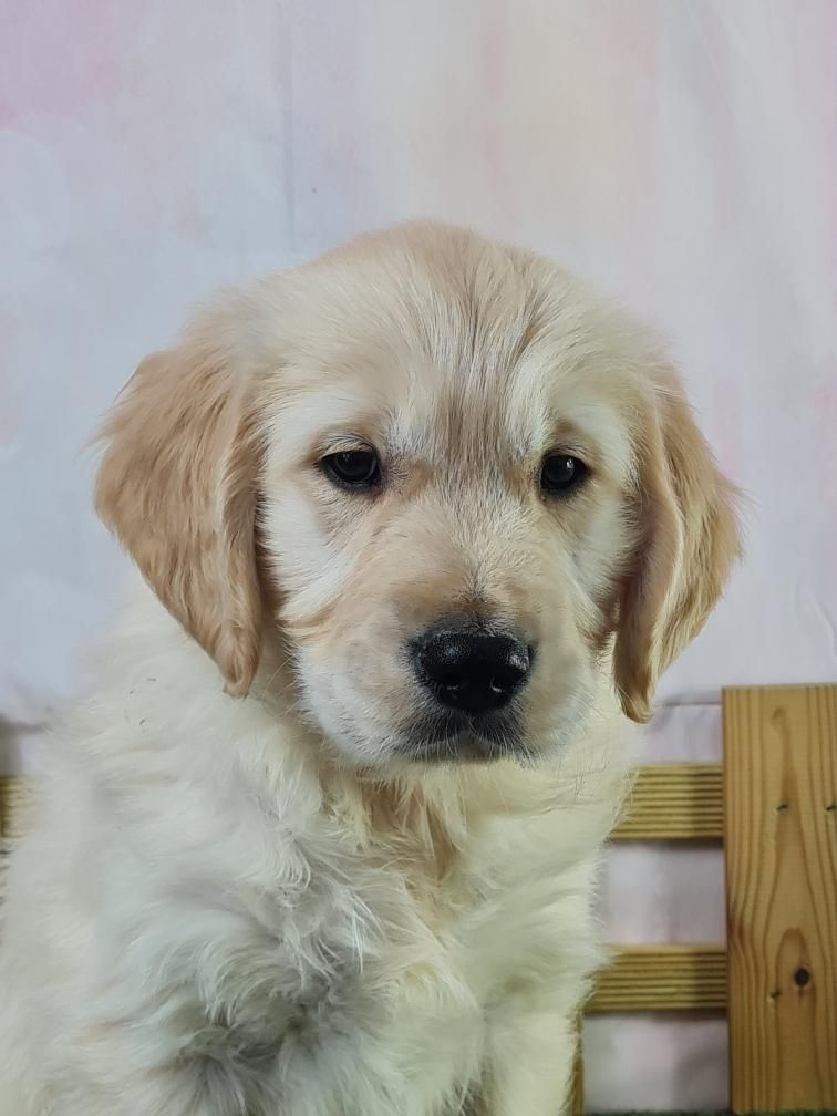 Sarl La Ferme Des Hallais - Chiot disponible  - Golden Retriever