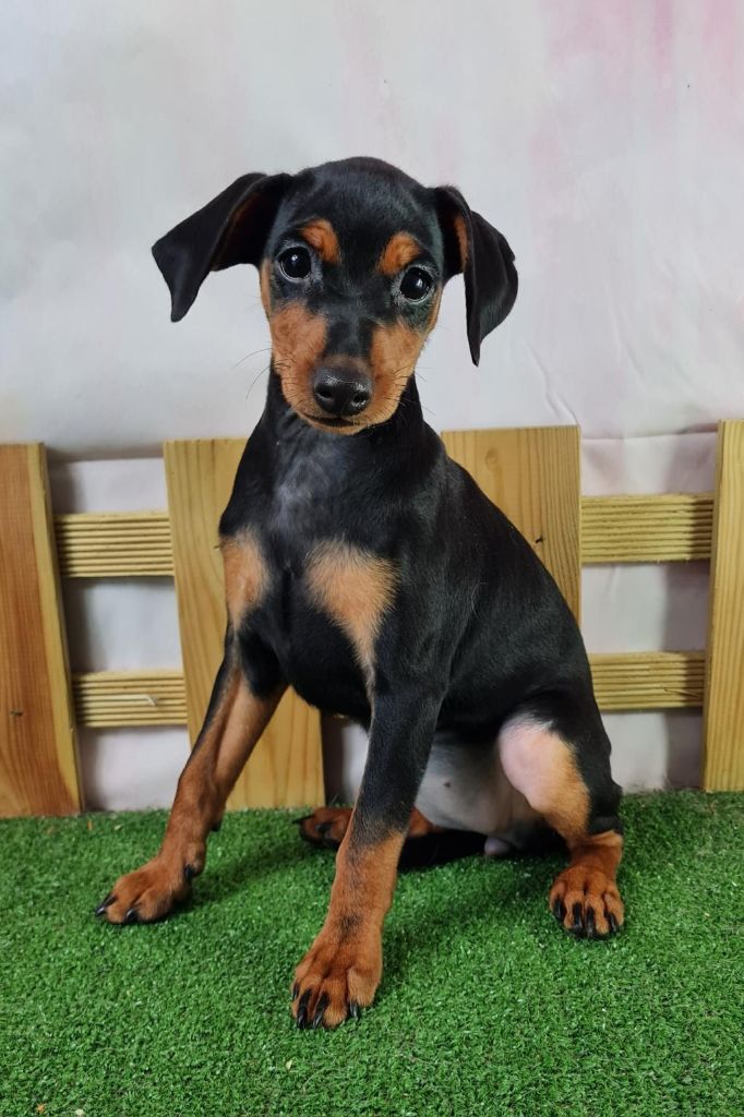 Sarl La Ferme Des Hallais - Chiot disponible  - Pinscher nain