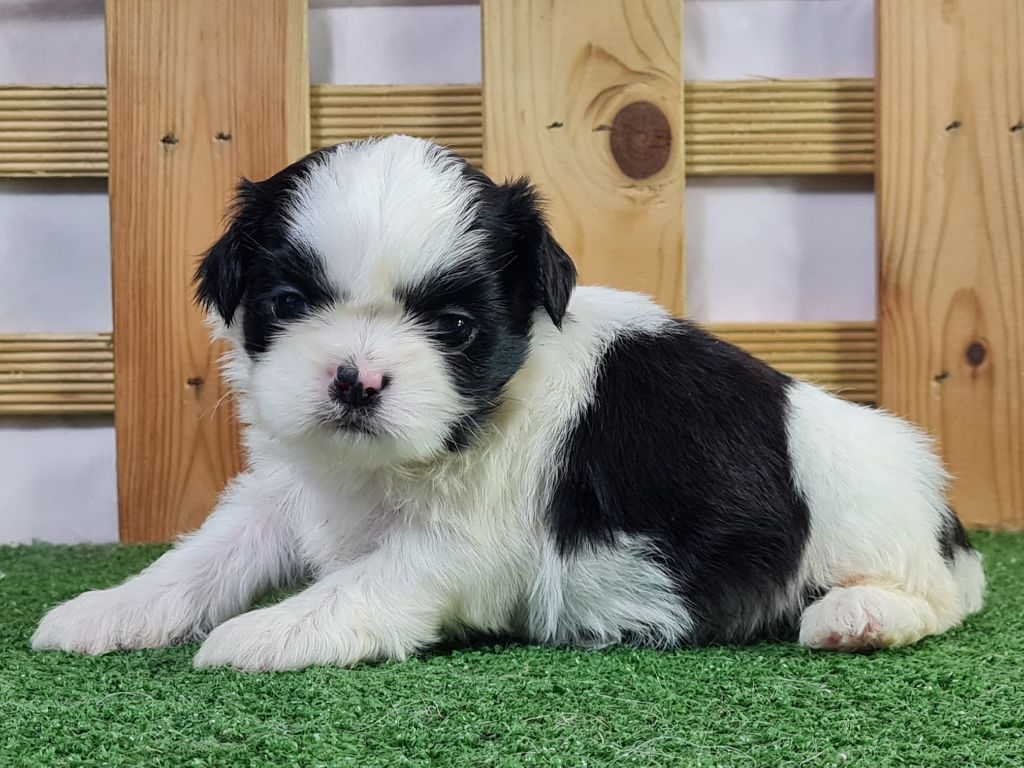 Sarl La Ferme Des Hallais - Chiot disponible  - Shih Tzu