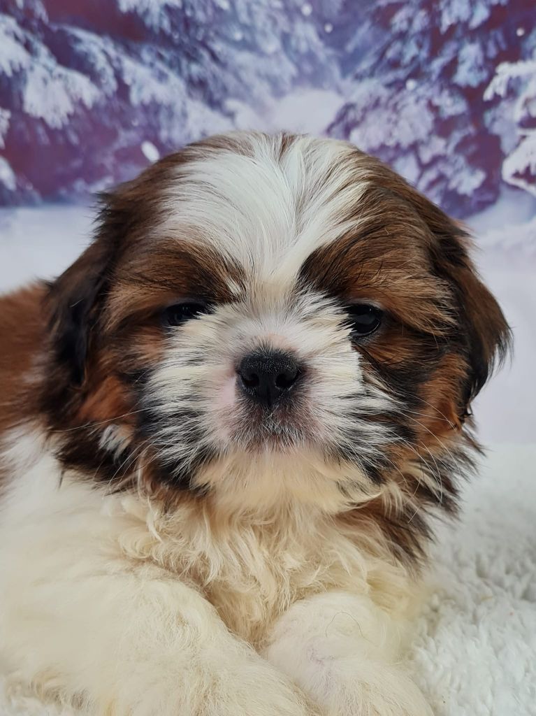 Sarl La Ferme Des Hallais - Chiot disponible  - Shih Tzu