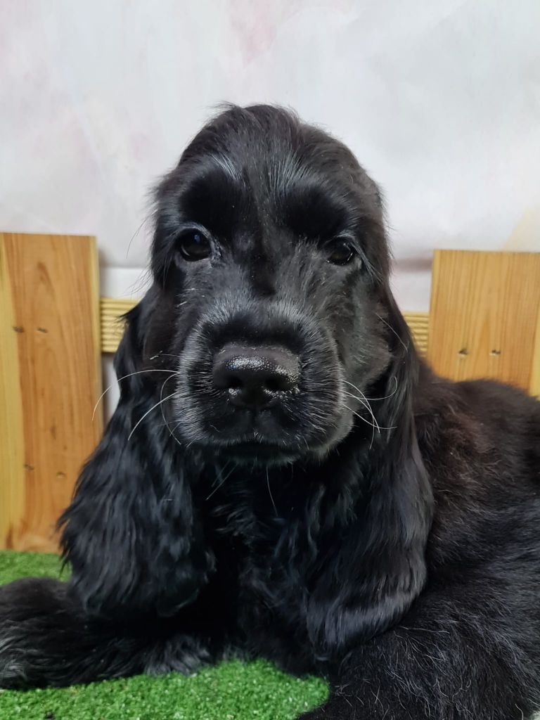 Sarl La Ferme Des Hallais - Chiot disponible  - Cocker Spaniel Anglais