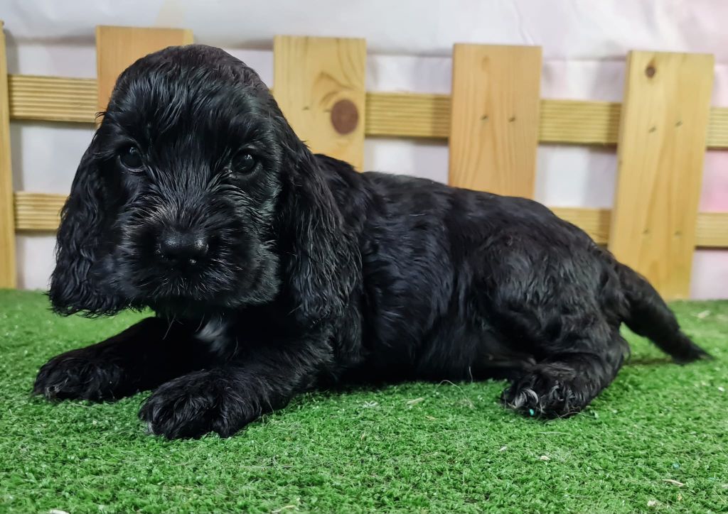 Sarl La Ferme Des Hallais - Chiot disponible  - Cocker Spaniel Anglais