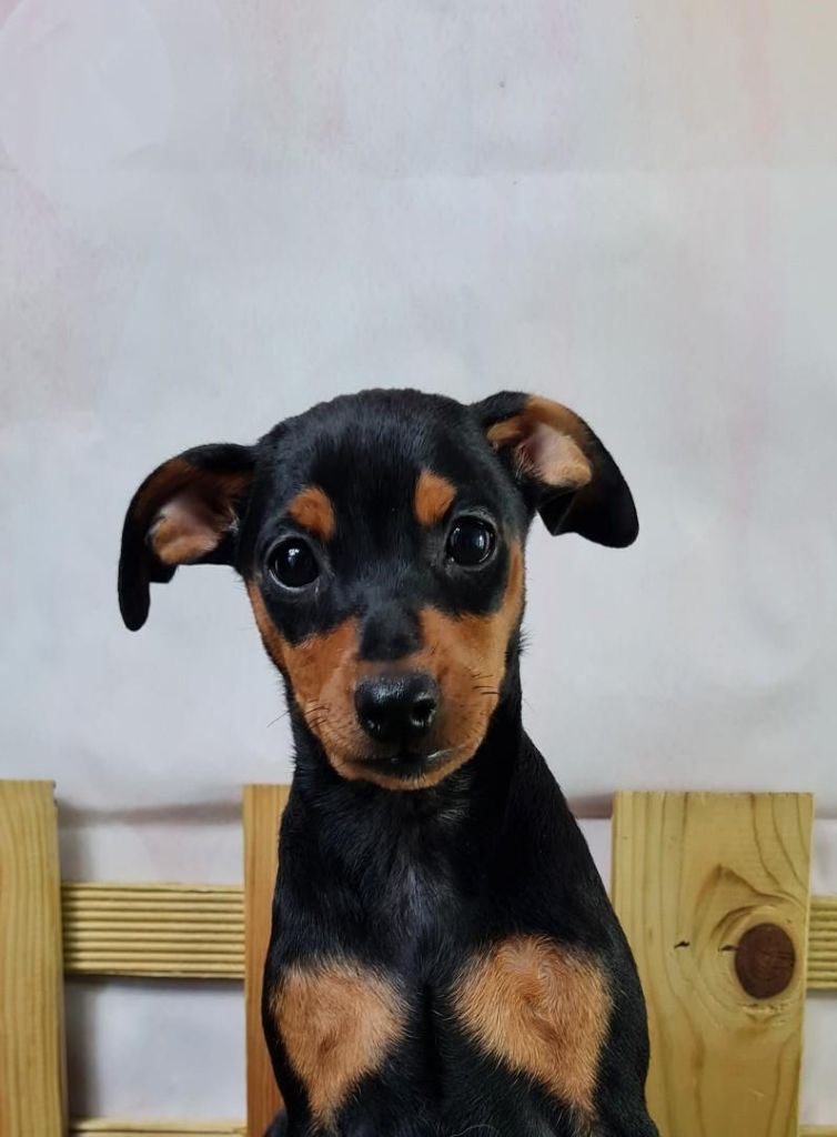 Sarl La Ferme Des Hallais - Chiot disponible  - Pinscher nain