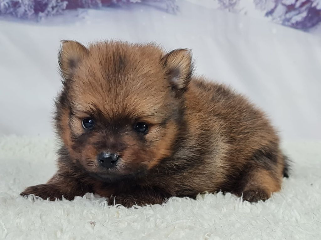 Sarl La Ferme Des Hallais - Chiot disponible  - Spitz allemand