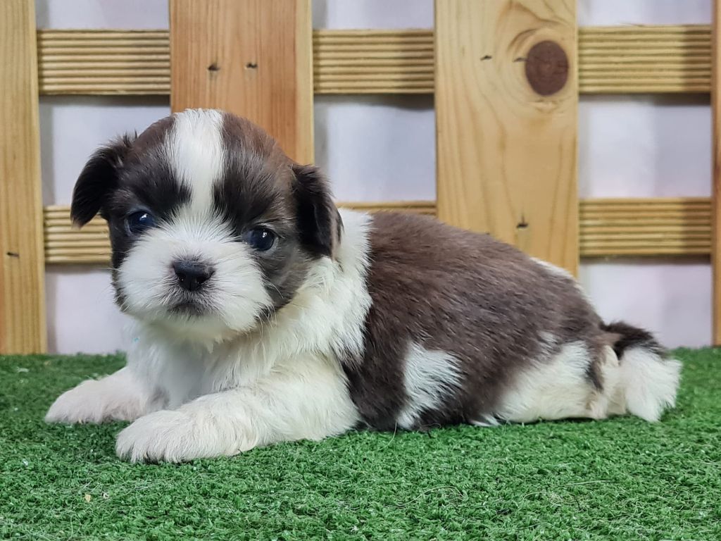 Sarl La Ferme Des Hallais - Chiot disponible  - Shih Tzu