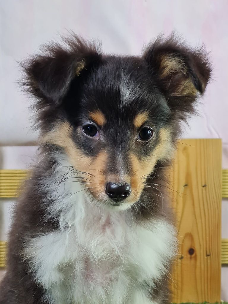 Sarl La Ferme Des Hallais - Chiot disponible  - Shetland Sheepdog