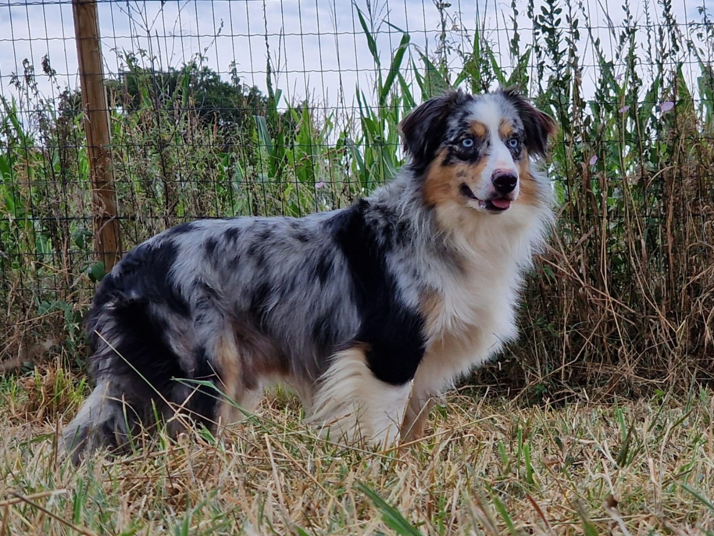 Upfer de l'Angelarde