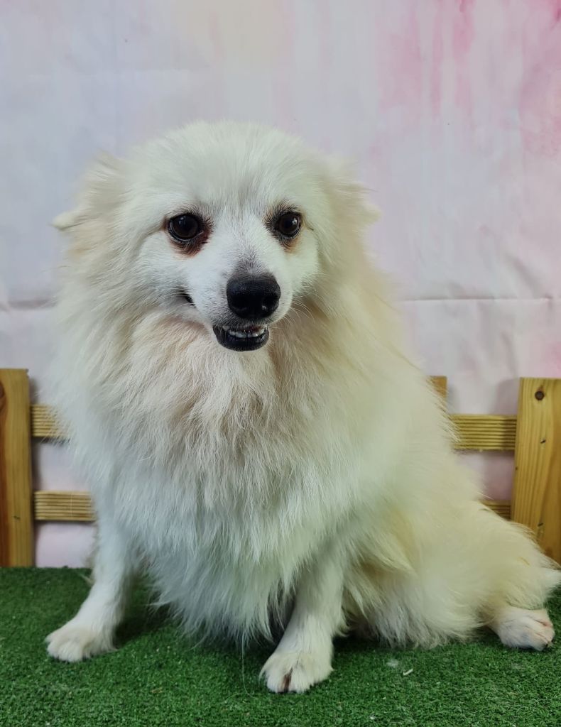 Bella (Sans Affixe)
