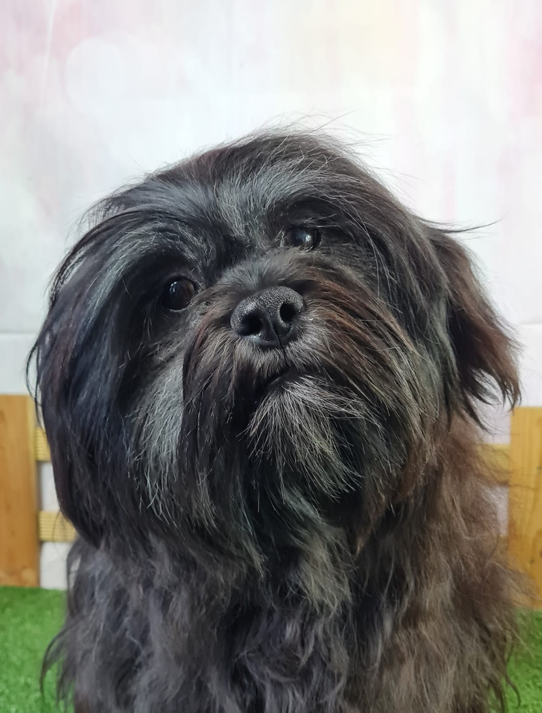 VICHNOU du mont de la chenaie