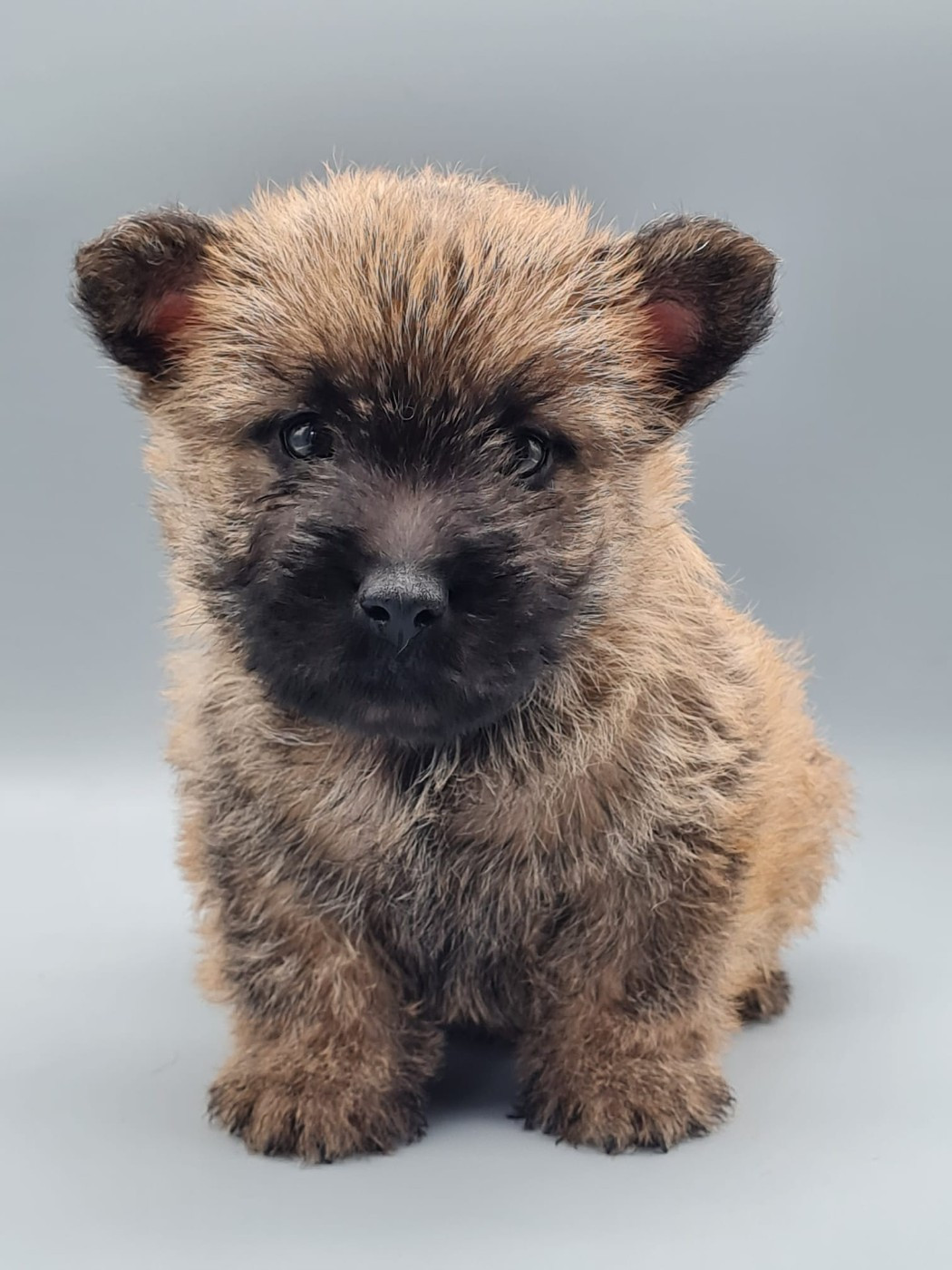 ARNOLD SCHWARZENEGER du mont de la chenaie