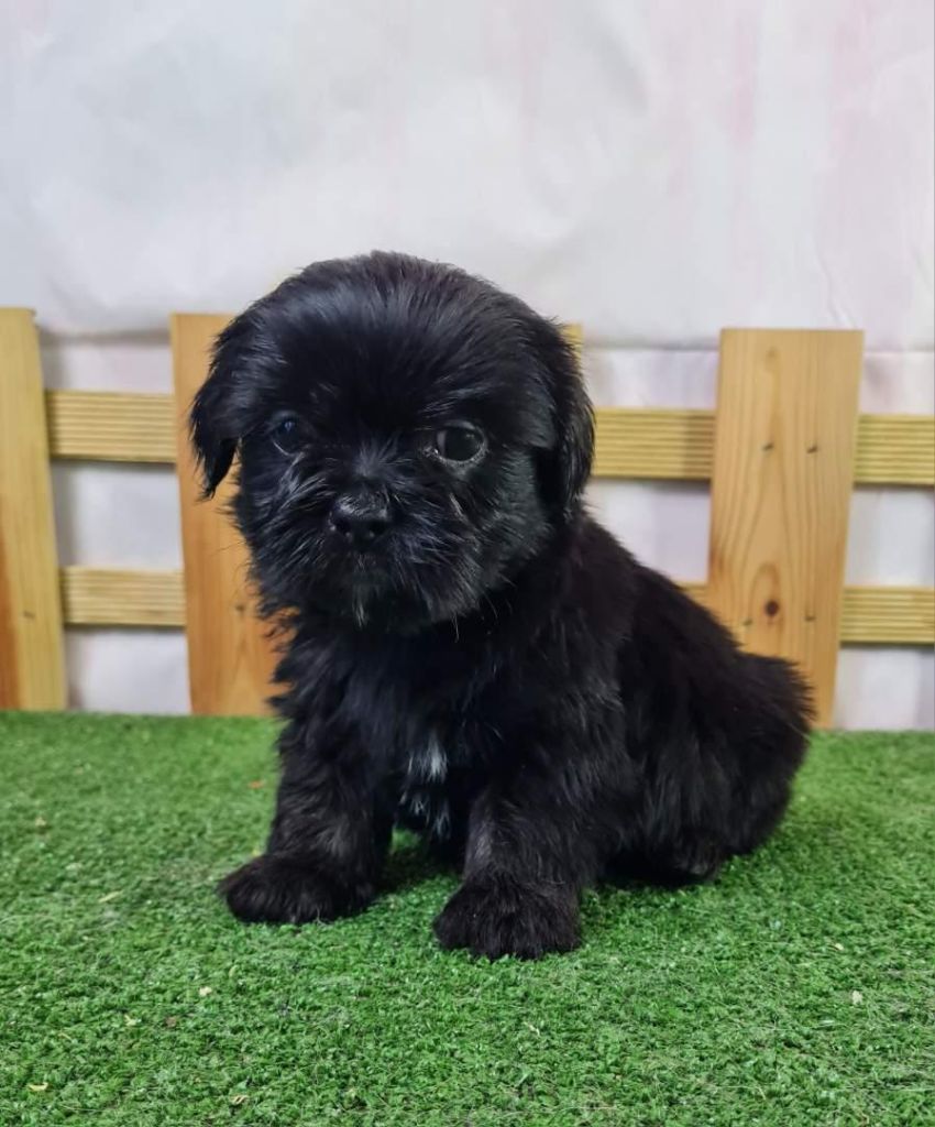 du mont de la chenaie - Lhassa Apso - Portée née le 02/08/2024