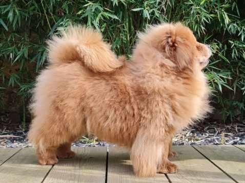 du mont de la chenaie - Chow Chow - Portée née le 20/06/2023