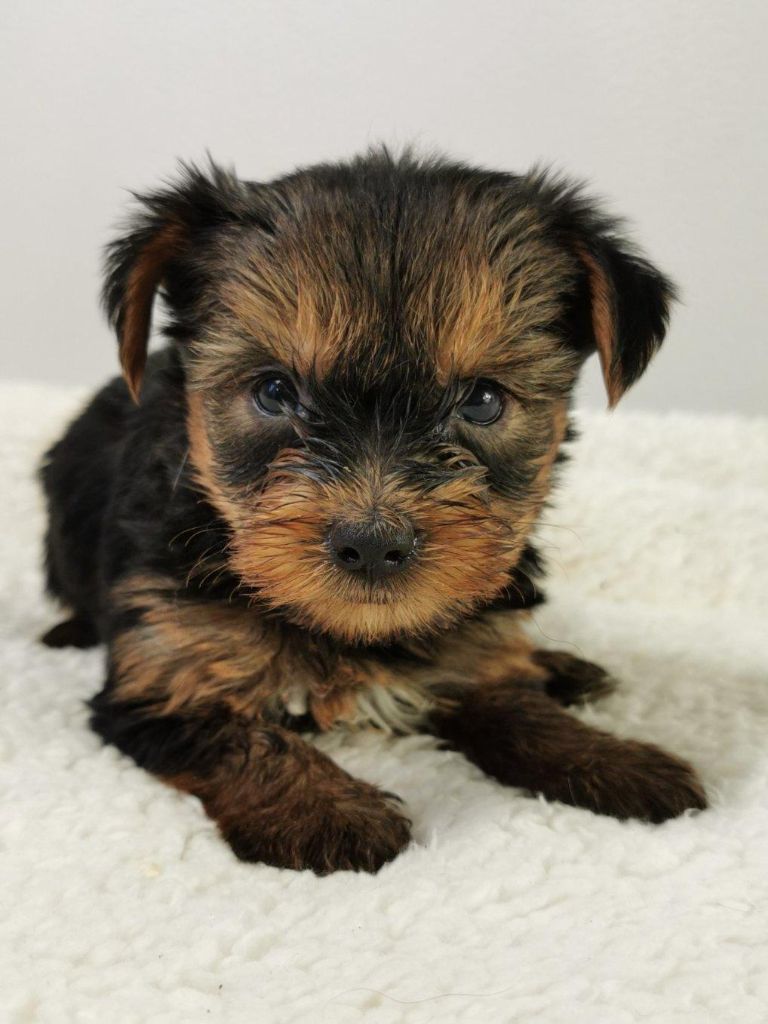 du mont de la chenaie - Yorkshire Terrier - Portée née le 29/10/2021