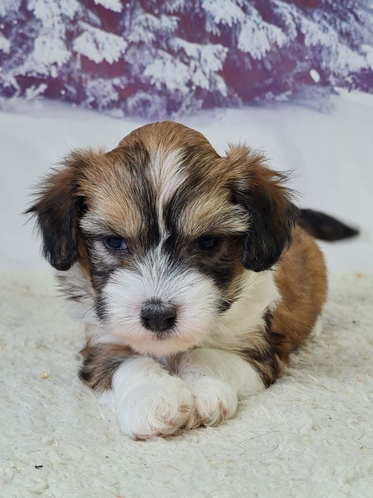 du mont de la chenaie - Chiots disponibles - Chien chinois à crête