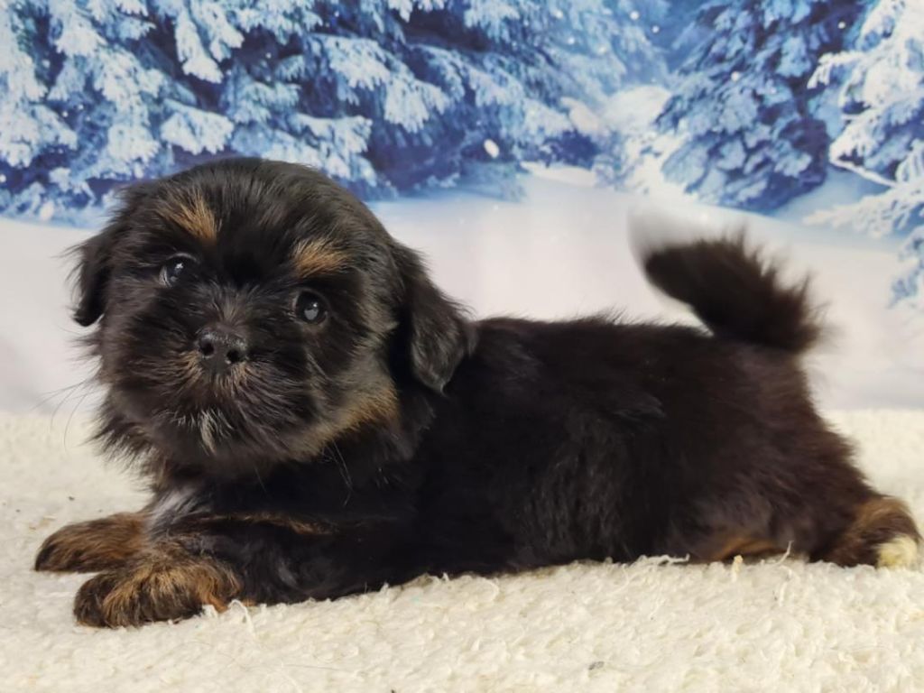 du mont de la chenaie - Lhassa Apso - Portée née le 06/11/2022