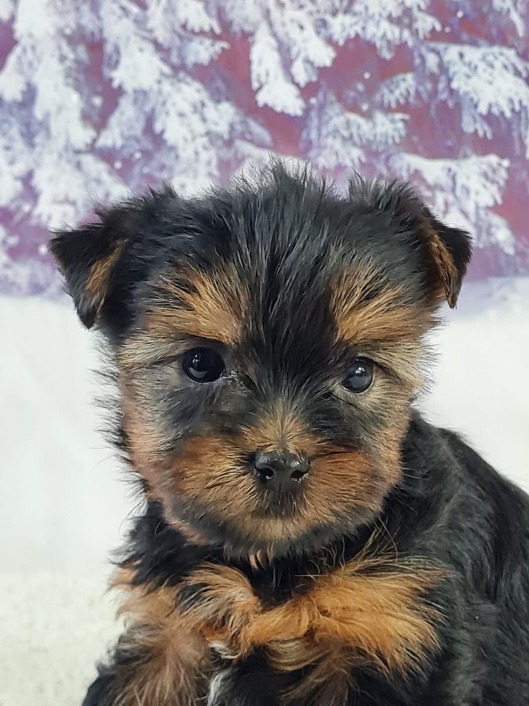 du mont de la chenaie - Chiots disponibles - Yorkshire Terrier