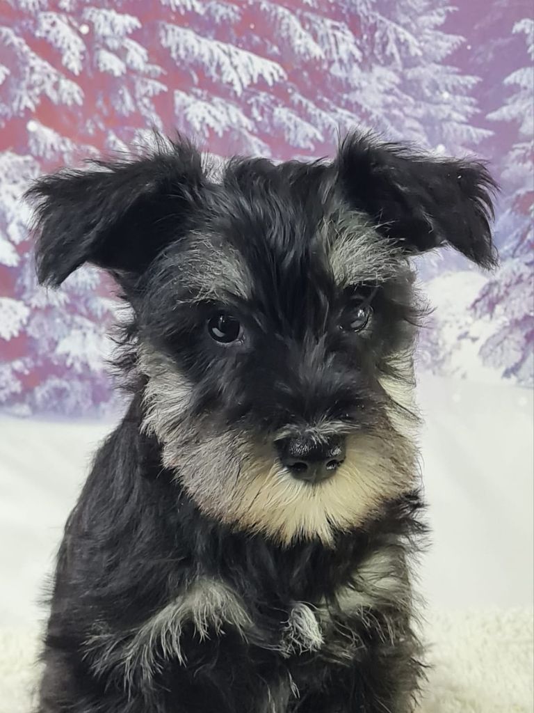 du mont de la chenaie - Chiots disponibles - Schnauzer miniature