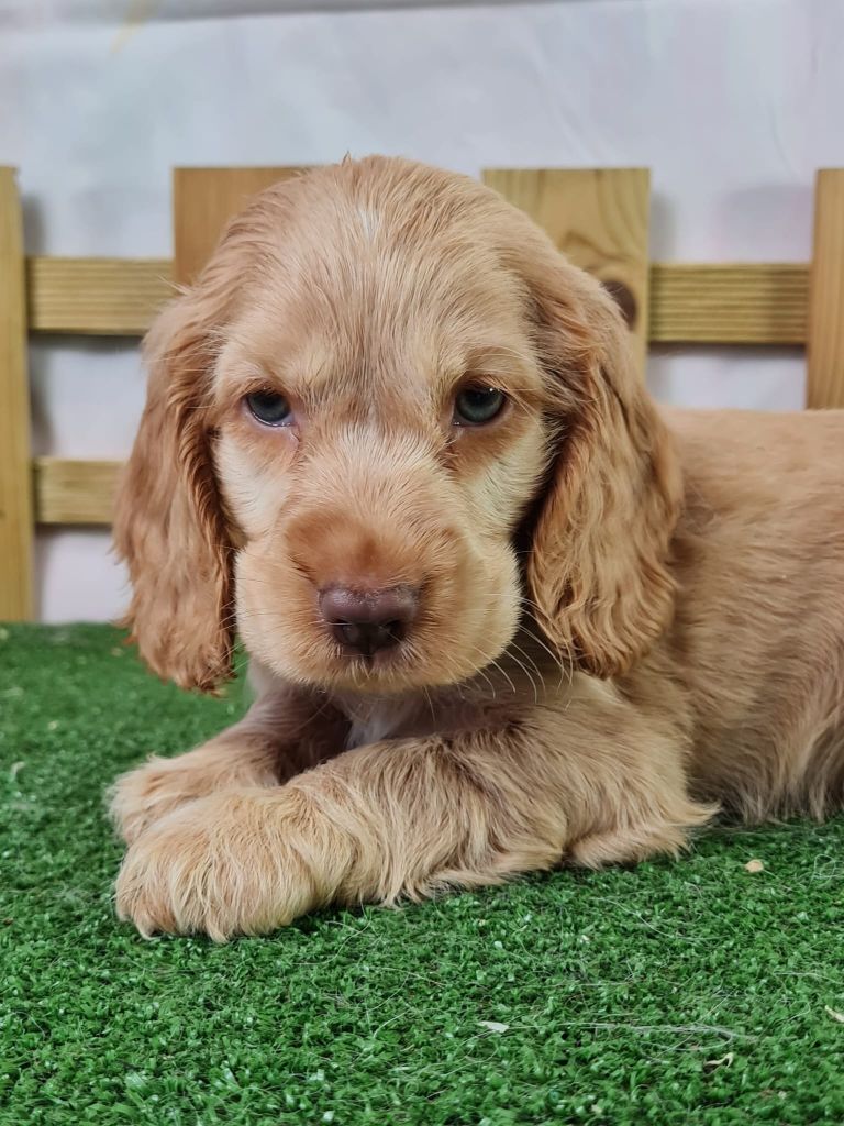 du mont de la chenaie - Chiots disponibles - Cocker Spaniel Anglais
