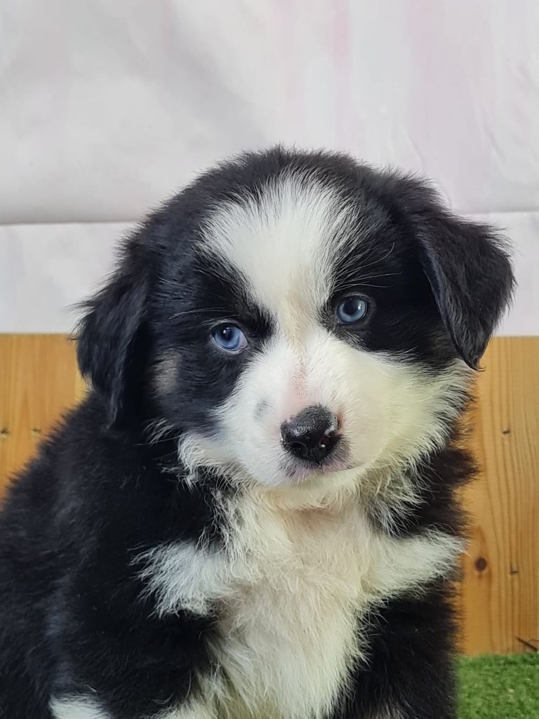 du mont de la chenaie - Chiots disponibles - Berger Américain Miniature 