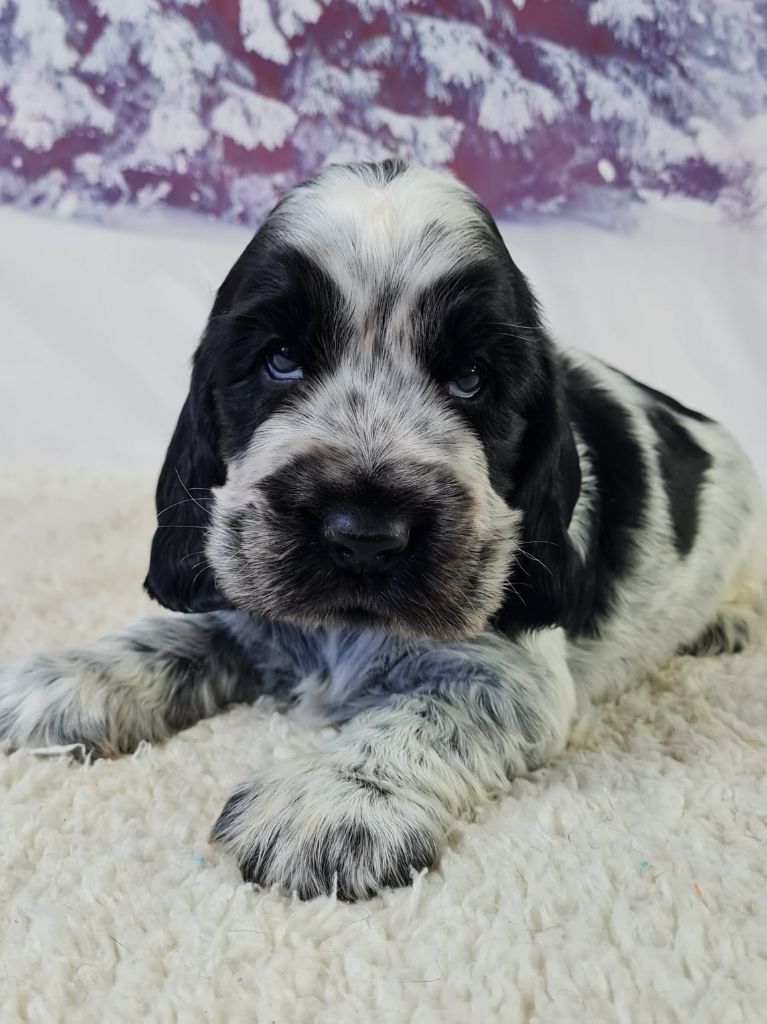 du mont de la chenaie - Chiots disponibles - Cocker Spaniel Anglais