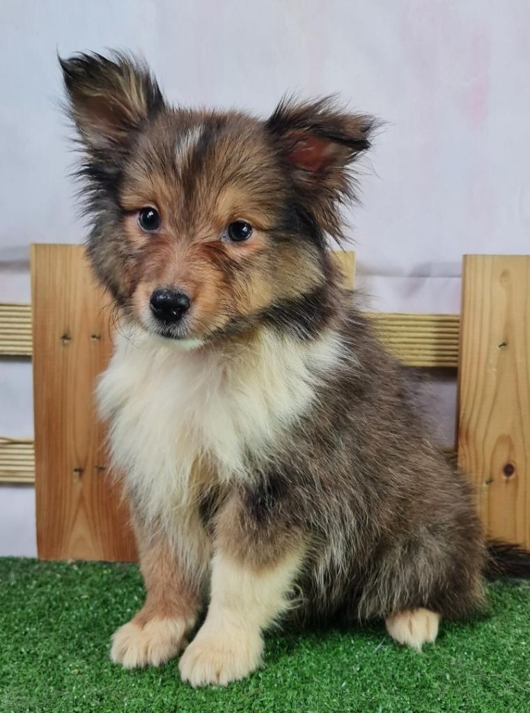 CHIOT 4