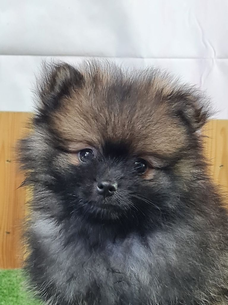 du mont de la chenaie - Chiots disponibles - Spitz allemand