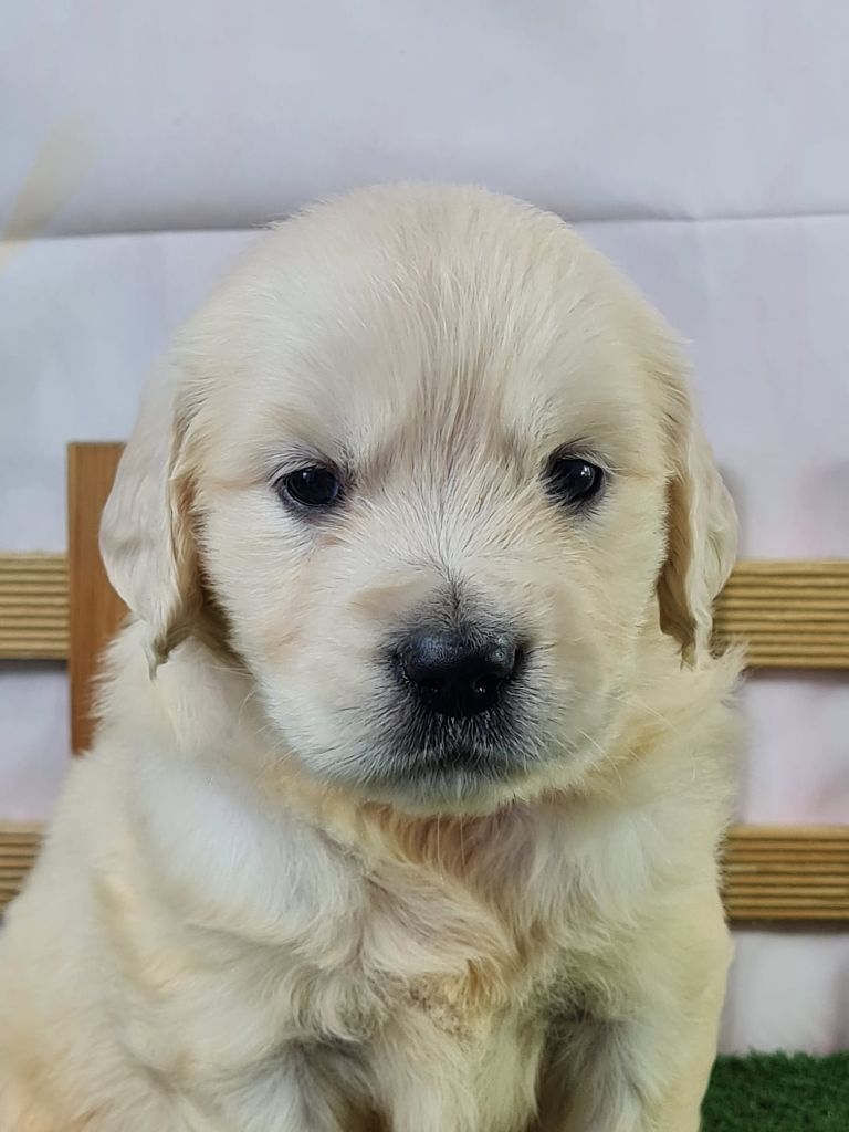 du mont de la chenaie - Chiots disponibles - Golden Retriever