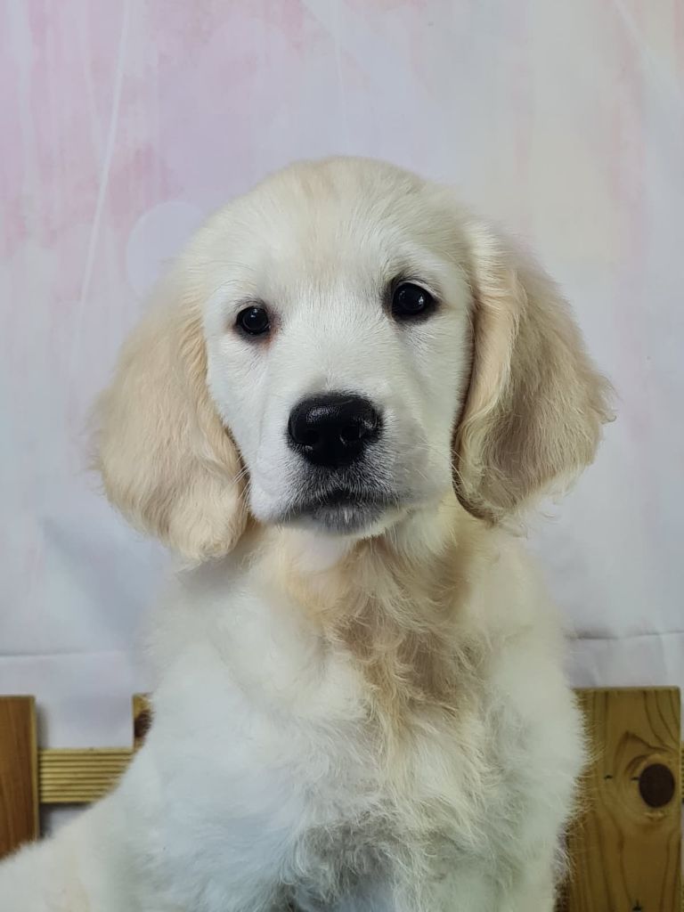 du mont de la chenaie - Chiots disponibles - Golden Retriever
