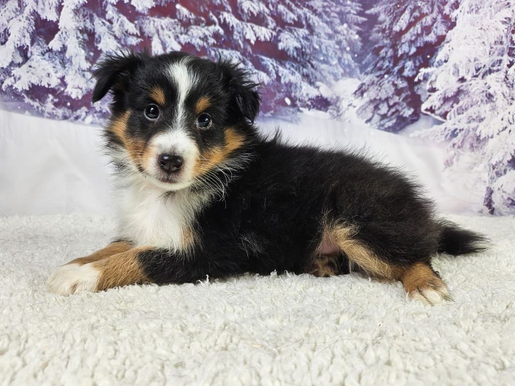 du mont de la chenaie - Chiots disponibles - Shetland Sheepdog