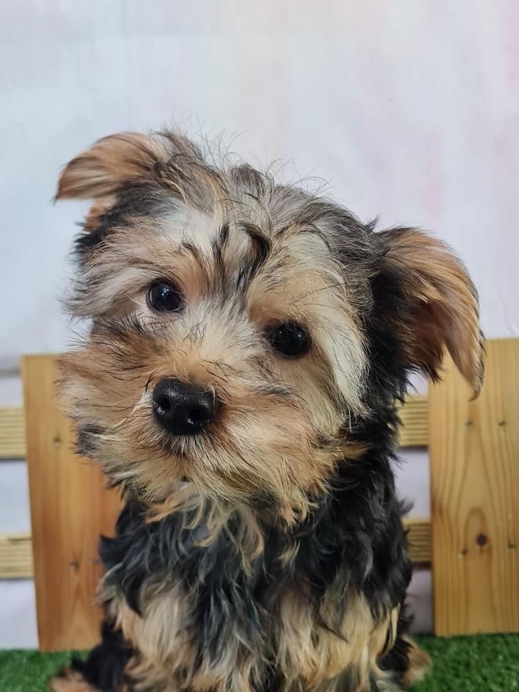 du mont de la chenaie - Yorkshire Terrier - Portée née le 08/10/2023
