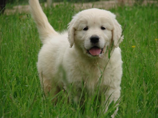 du mont de la chenaie - Golden Retriever - Portée née le 16/03/2020