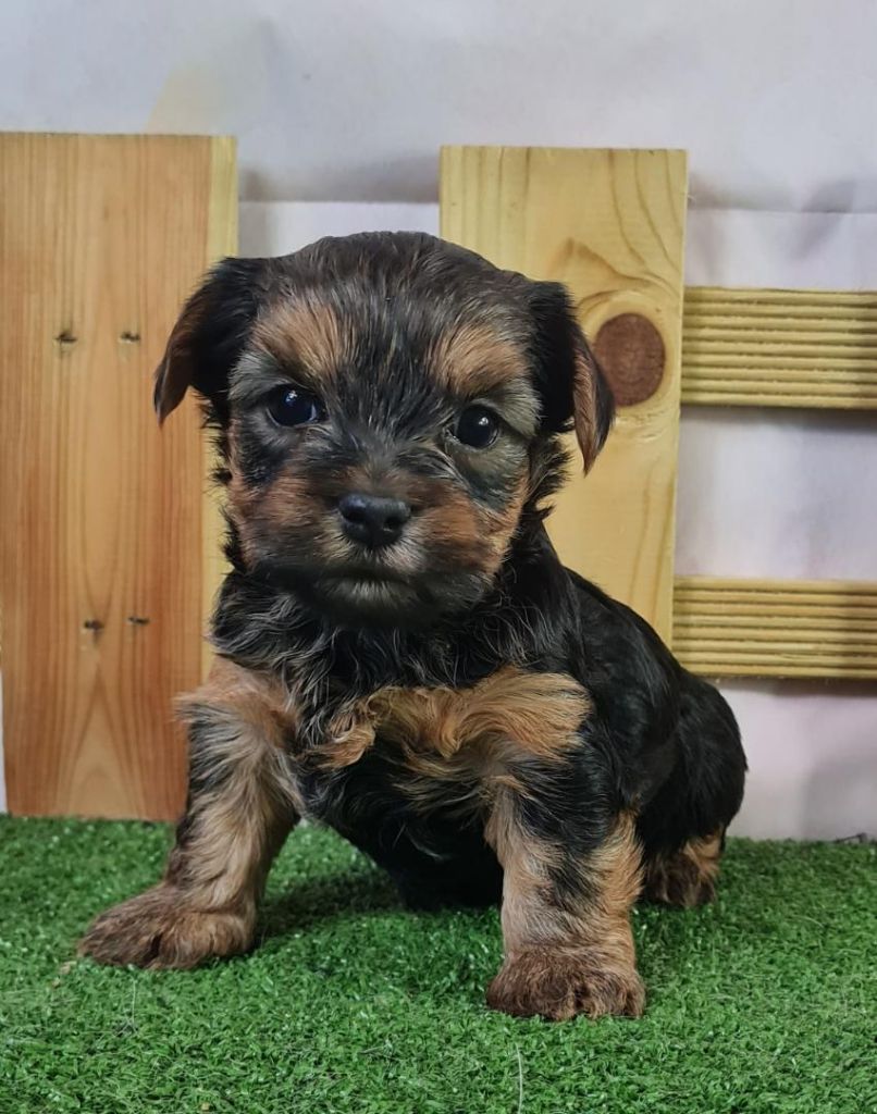 du mont de la chenaie - Yorkshire Terrier - Portée née le 08/10/2023