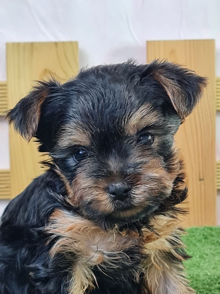 du mont de la chenaie - Chiots disponibles - Yorkshire Terrier