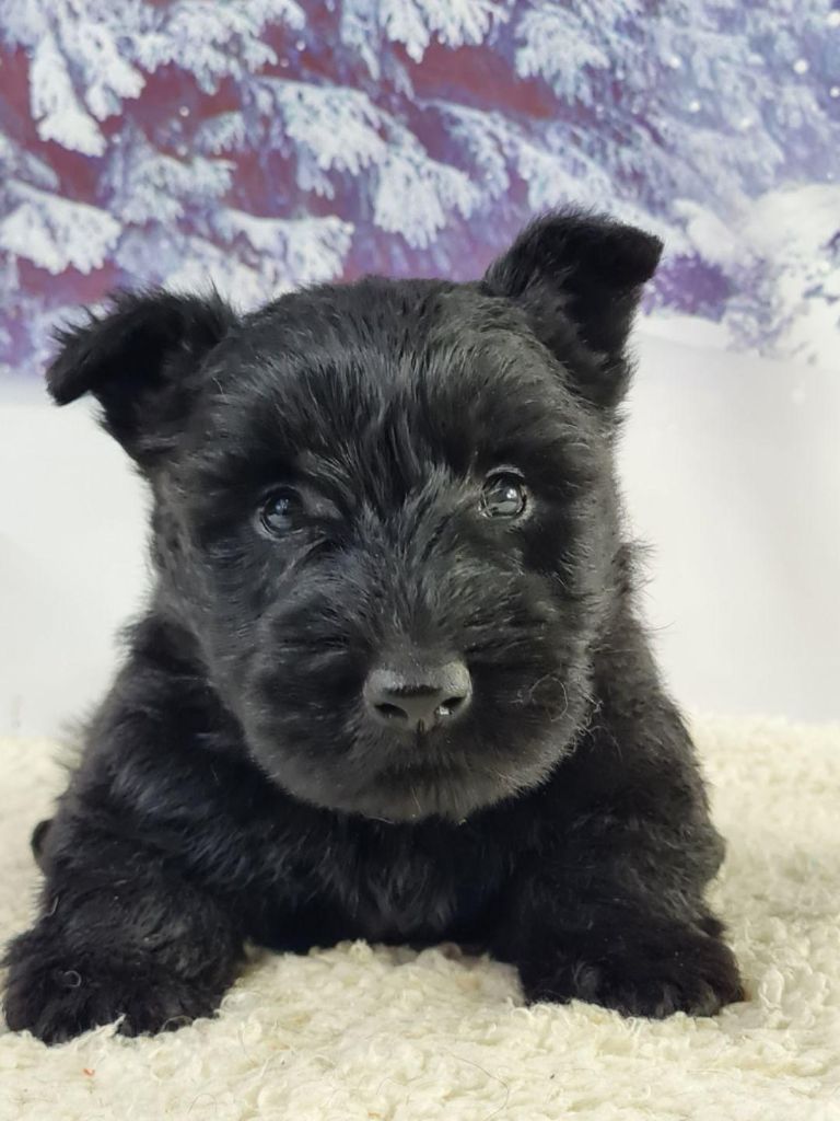du mont de la chenaie - Scottish Terrier - Portée née le 02/04/2023