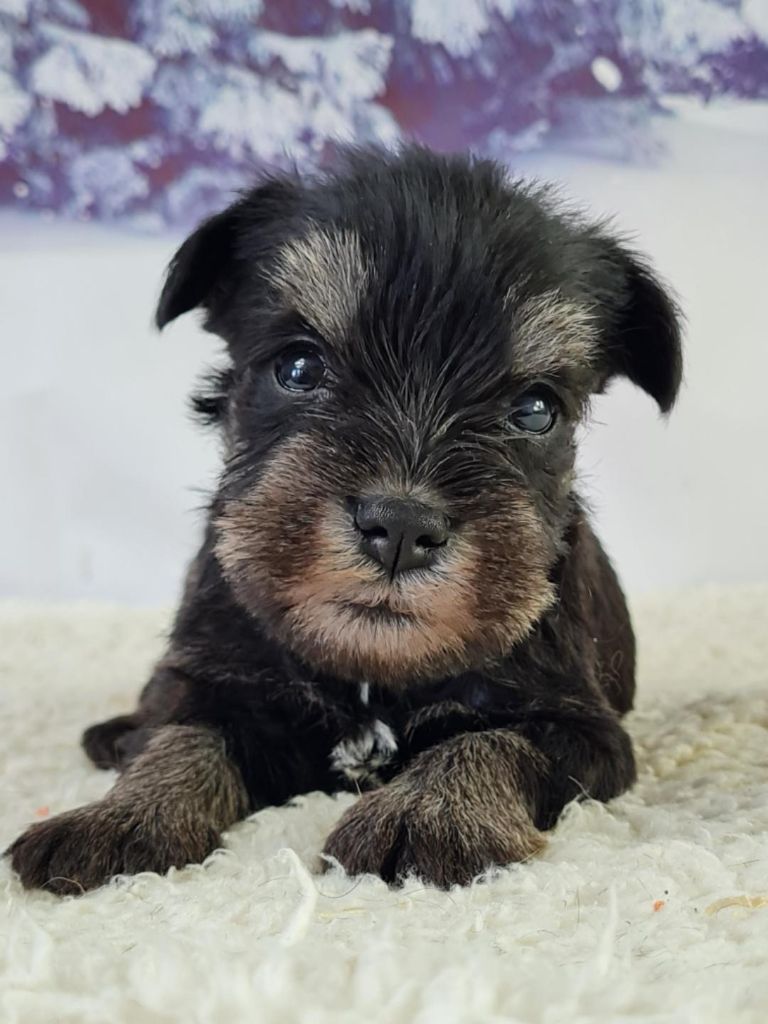 du mont de la chenaie - Schnauzer miniature - Portée née le 04/04/2023