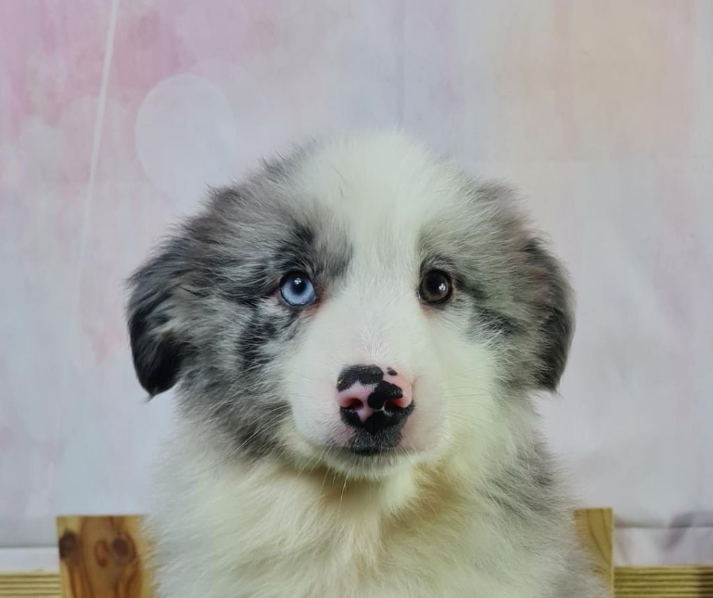 du mont de la chenaie - Berger Américain Miniature  - Portée née le 01/10/2023