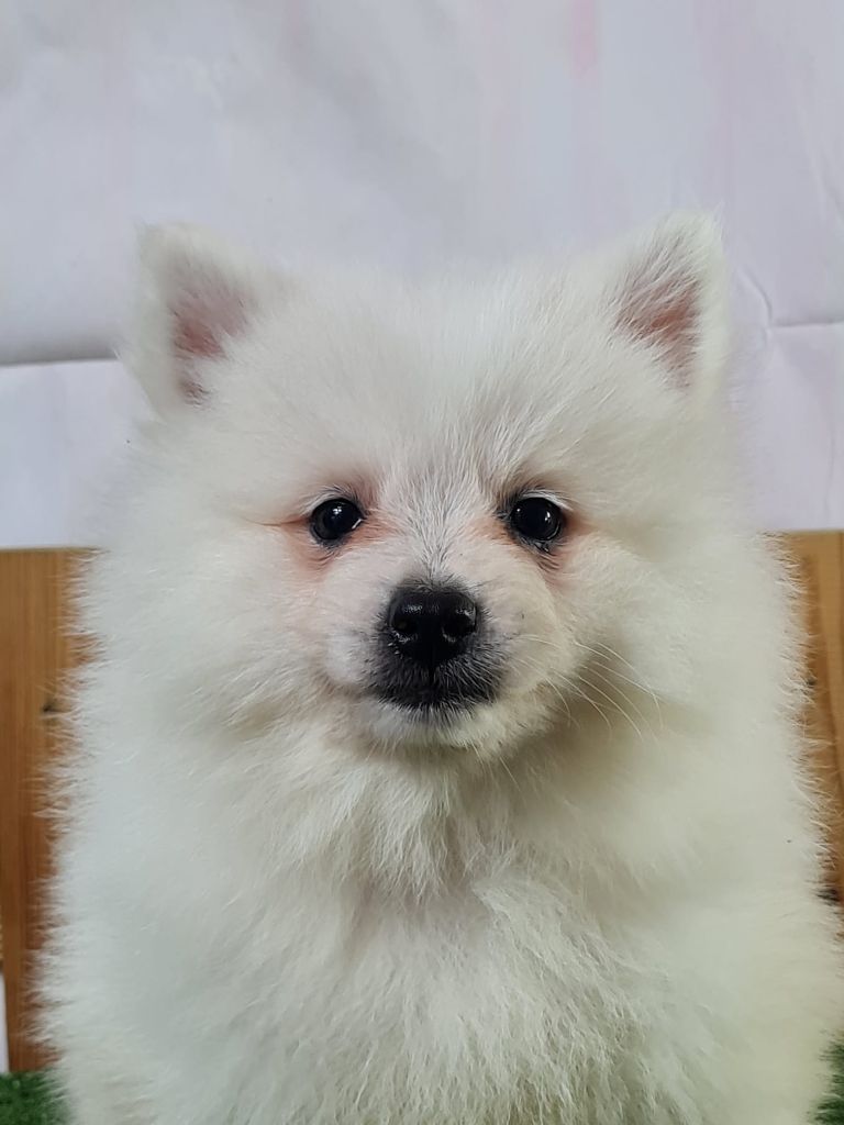 du mont de la chenaie - Chiots disponibles - Volpino Italiano