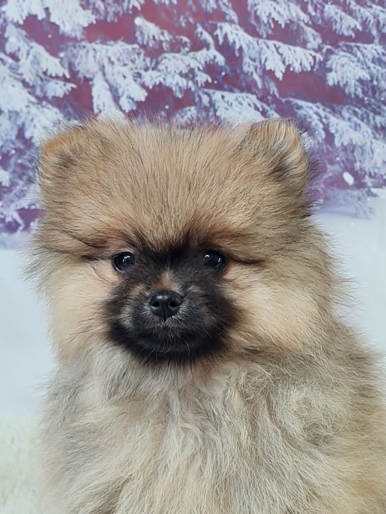 du mont de la chenaie - Chiots disponibles - Spitz allemand