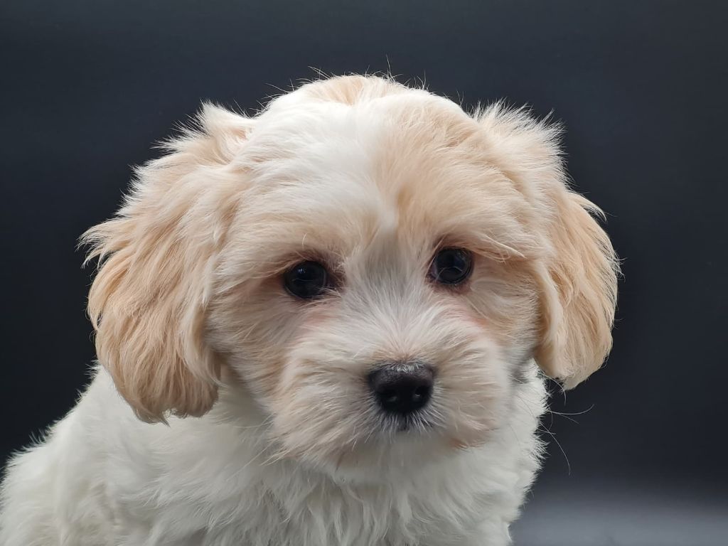 du mont de la chenaie - Chiots disponibles - Coton de Tulear