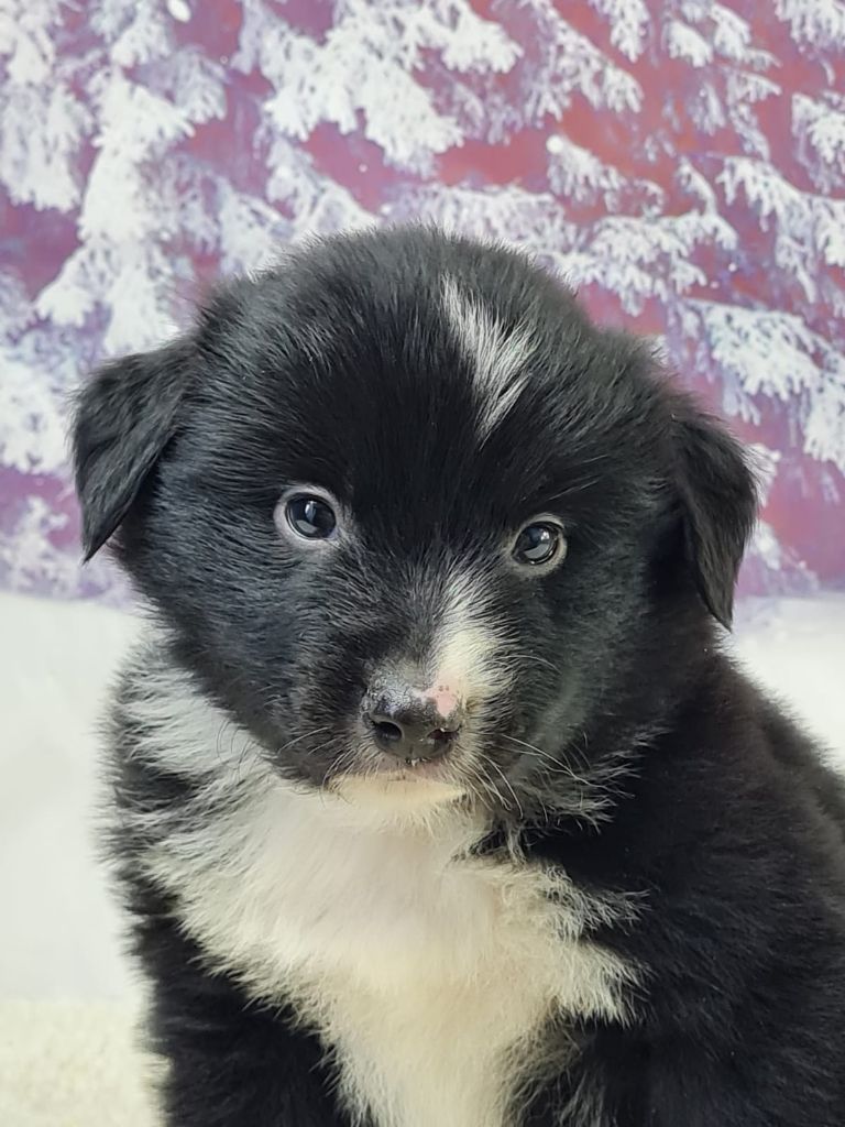du mont de la chenaie - Chiots disponibles - Berger Américain Miniature 